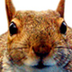 Danny the Squirrel